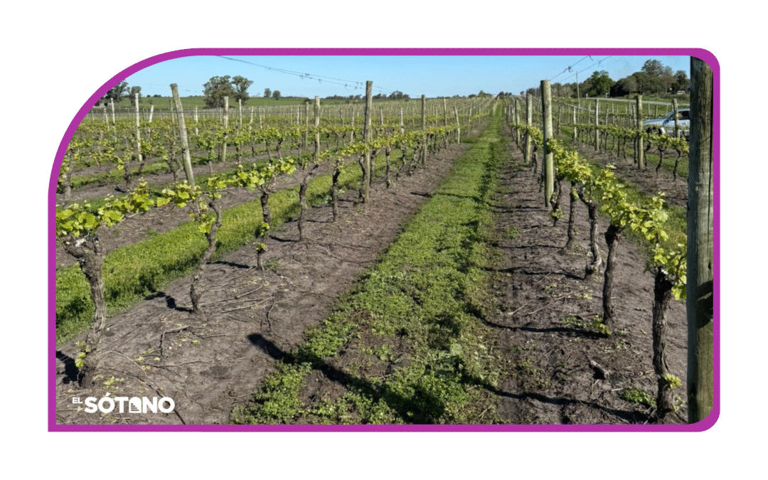 LA EVOLUCIÓN DE HACER LAS COSAS COMO ANTES: VINO SUSTENTABLE